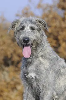 Irish Wolfhound, portrait, in autumn