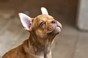 Isabella Sable French Bulldog dog puppy