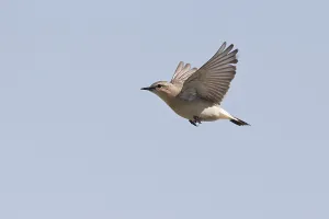 Isabelline Wheatear (Oenanthe isabellina) male flying