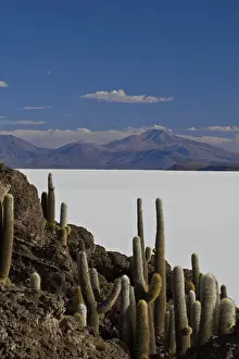 Isla del pescado in the Salar de Uyuni