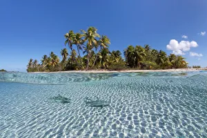 Island with palm trees, Blacktip reef shark (Carcharhinus melanopterus) floats over sandy bottom