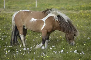 Island pony