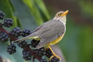 Island Thrush (Turdus poliocephalus erythropleurus)