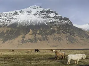 Islandic horses on pasture, snow-capped mountains in the background