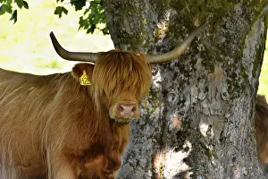 Isle of Skye, Inner Hebrides, Highlands and Islands