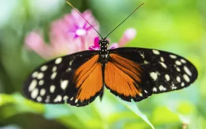 Ismenius Tiger or Tiger Heliconian (Heliconius ismenius)