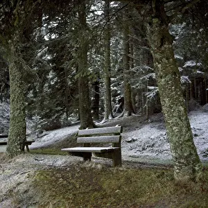 Isolated bench in a forest