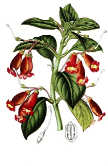 Isoloma Trianaei, Kohleria trianae, genus Kohleria, native to Colombia, plant and flower, digitally reworked reproduction of an original from the 19th century