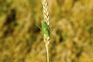 Isophia. Grasshopper is an isophy on a wheat spikelet