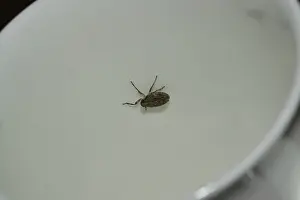 Issus coleoptratus (Issus coleoptratus)