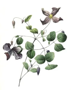 Italian Wood Vine, Clematis viticella