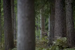 It's amazing how well fallow deer (Dama dama) can see