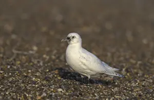 Ivory Gull, ivory gulls (Pagophila eburnea)