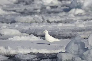 Ivory Gull, ivory gulls (Pagophila eburnea)