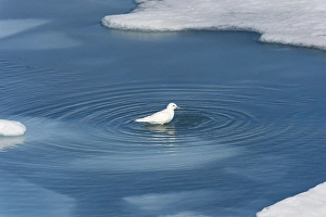 Category Scandinavia Prints: Ivory gull (Pagophila eburnea)