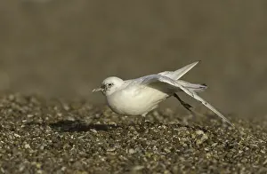 Ivory Gull (Pagophila eburnea)