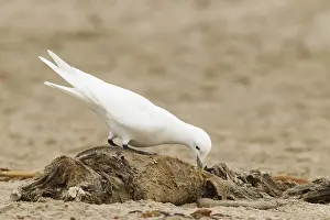 Ivory Gull (Pagophila eburnea)