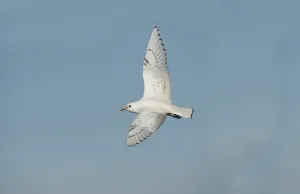 Ivory Gull (Pagophila eburnea) immature