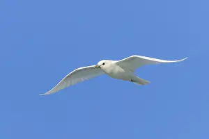 Ivory gull (Pagophila eburnea, Larus eburneus) flying against blue sky along the coast of Svalbard