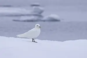 Ivory gull (Pagophila eburnea) (Larus eburneus) on ice floe along the coast of Svalbard