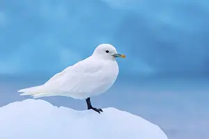 Ivory gull (Pagophila eburnea, Larus eburneus) resting on ice floe along the coast of Svalbard