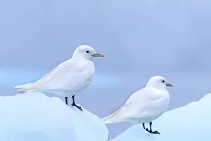 Two ivory gulls (Pagophila eburnea)