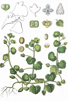 Ivy-leaved speedwell (Veronica hederifolia)