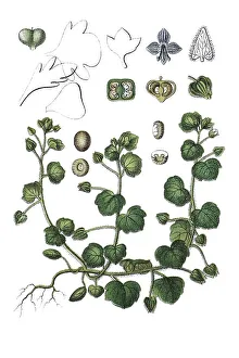 Ivy-leaved speedwell (Veronica hederifolia)