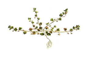 Ivy Speedwell, Veronica hederifolia