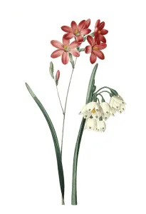 Ixia a fleurs de Phlox, Niveole dete