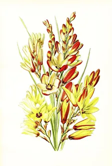 Ixia maculata, spotted African corn lily
