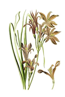 Ixiolirion montanum, Ixiolirion tataricum