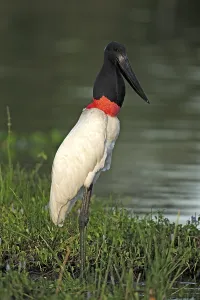Jabiru (Jabiru mycteria), adult