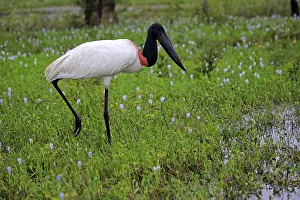 Jabiru (Jabiru mycteria), adult in meadow foraging