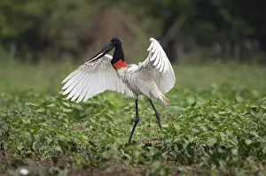 Jabiru (Jabiru mycteria), Pantanal