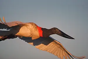 Jabiru (Jabiru mycteria), Pantanal