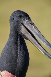 Jabiru (Jabiru mycteria) Pantanal Brazil