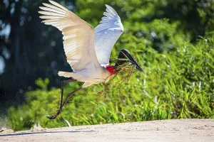 Jabiru (Jabiru mycteria) Pantanal Brazil