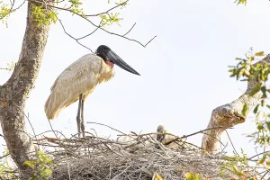 Jabiru (Jabiru mycteria) Pantanal Brazil