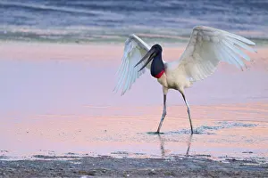 A Jabiru with raised wings standing in shallow water at sunset