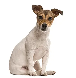 Jack Russel sitting and looking at the camera