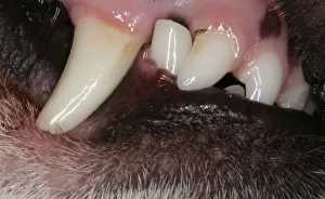 Jack Russell, dentures, teeth, Germany, Europe