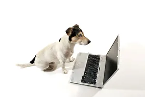 Jack Russell sitting in front of a notebook
