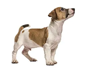 Jack russell standing looking up