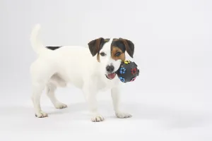 Jack Russell Terrier with ball, toy, male dog