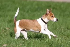 Jack Russell Terrier, bitch
