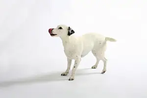 Jack Russell Terrier, bitch