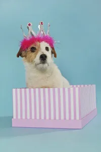 Jack Russell Terrier, brown white