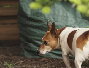 Jack Russell Terrier in the garden