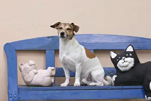Jack Russell Terrier on Garden Bench